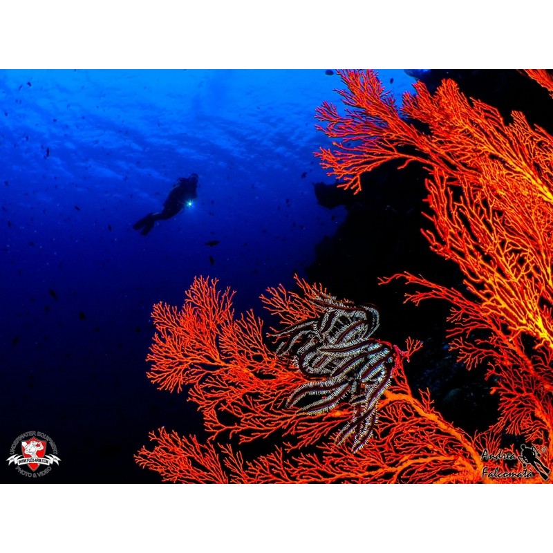 team Flex-Arm ANDREA FALCOMATÀ