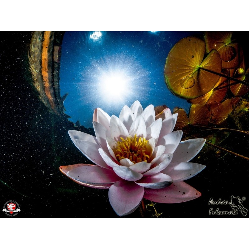 team Flex-Arm ANDREA FALCOMATÀ