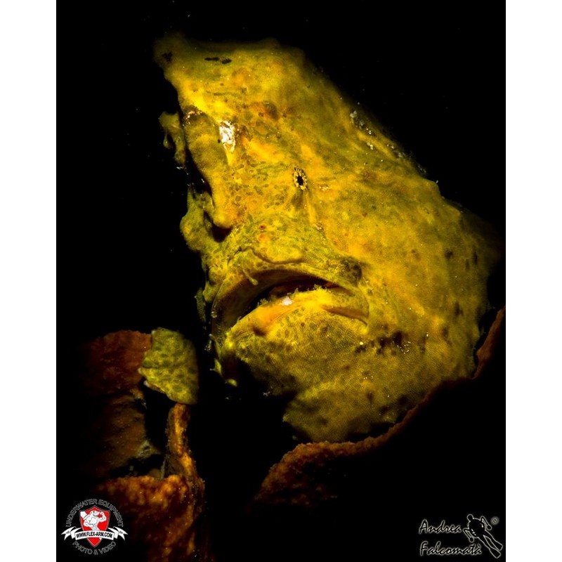 team Flex-Arm ANDREA FALCOMATÀ