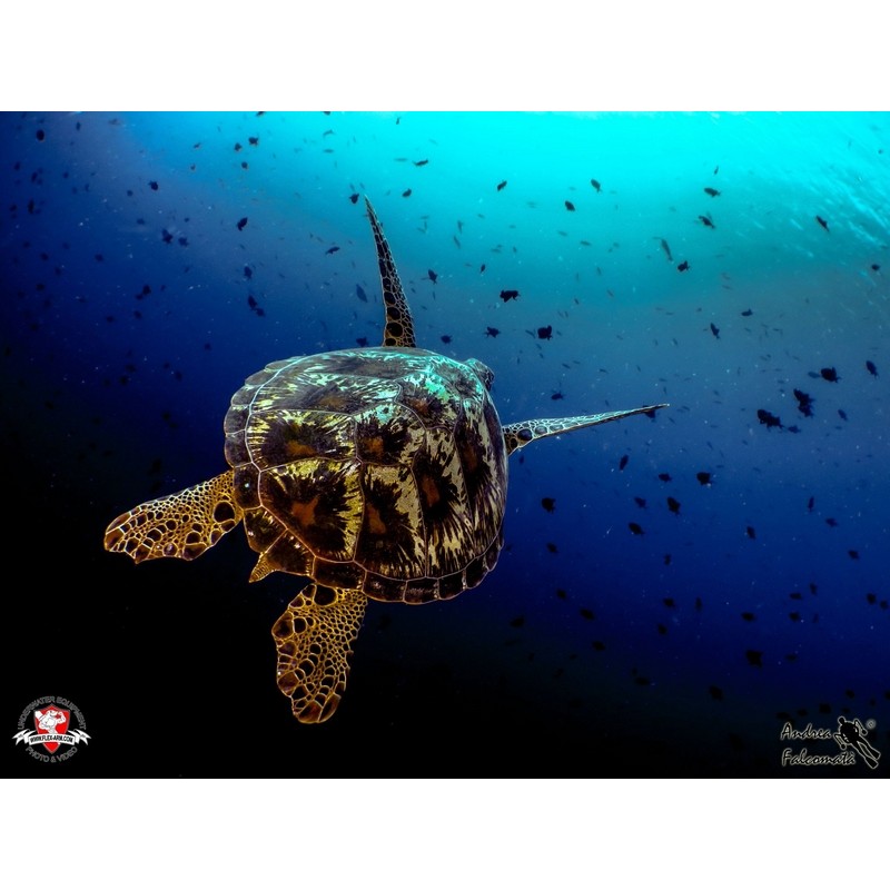 team Flex-Arm ANDREA FALCOMATÀ