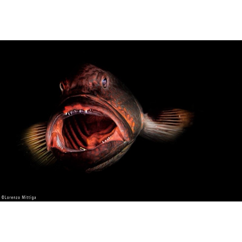 team Flex-Arm LORENZO MITTIGA