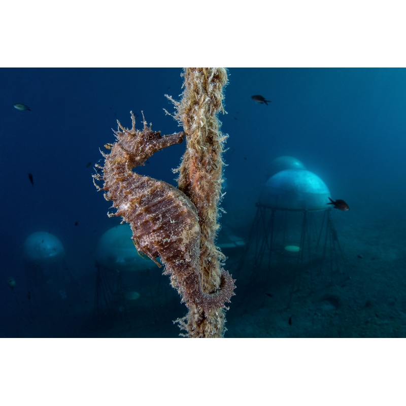 team Flex-Arm ALESSANDRO GRASSO