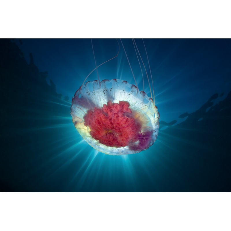 team Flex-Arm ALESSANDRO GRASSO