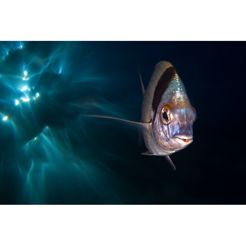 team Flex-Arm ALESSANDRO GRASSO