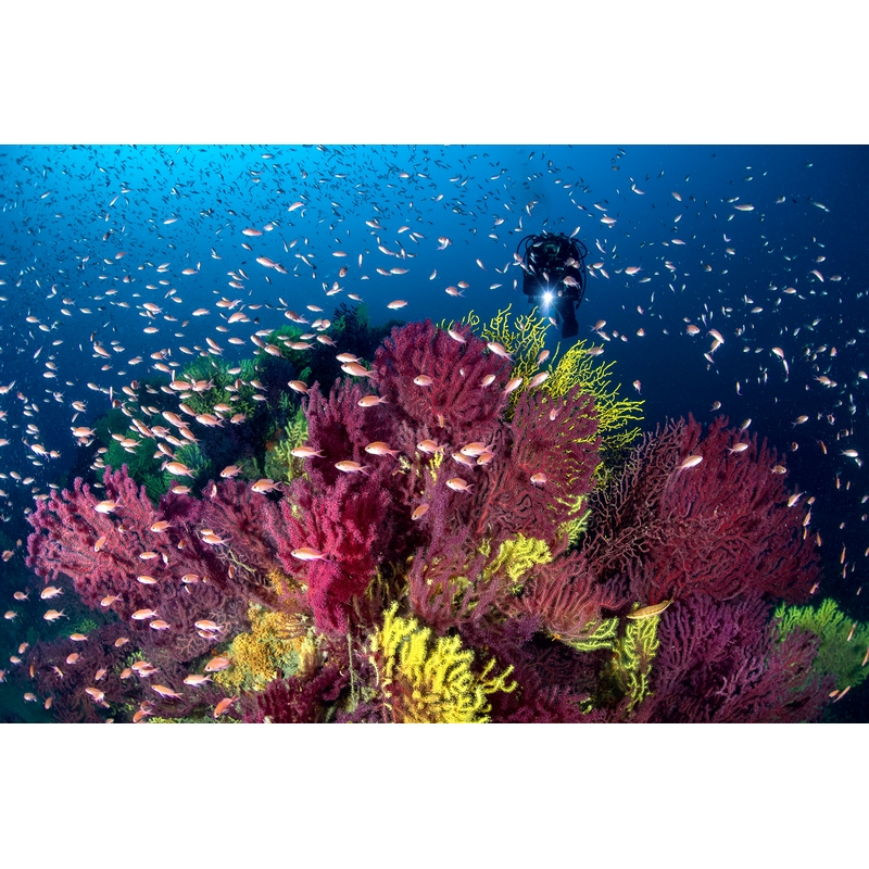 team Flex-Arm ALESSANDRO GRASSO