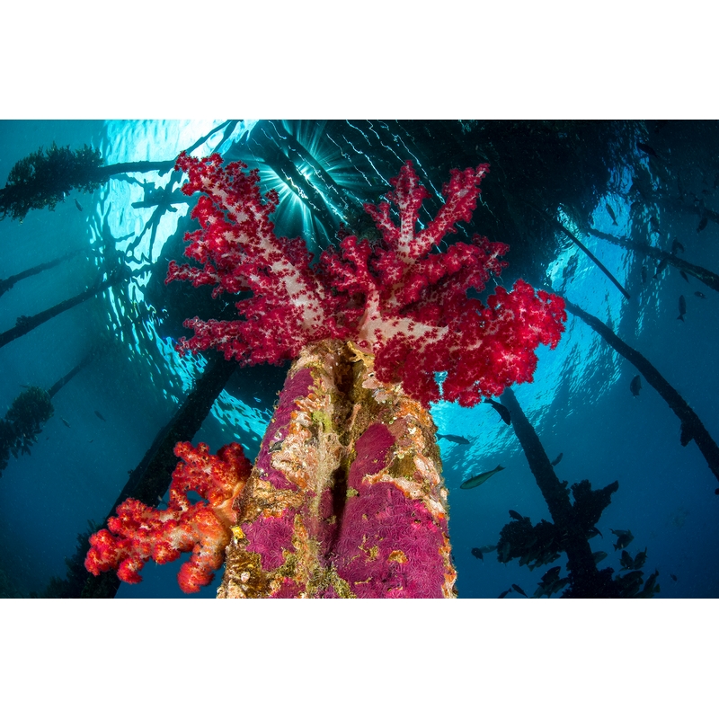 team Flex-Arm ALESSANDRO GRASSO