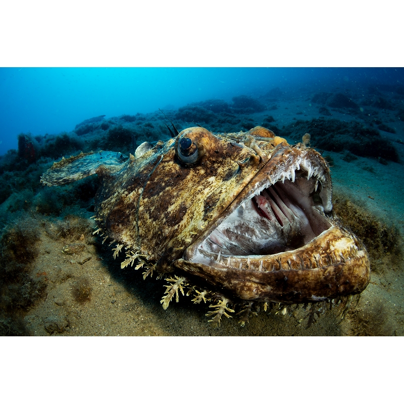 team Flex-Arm PIETRO FORMIS