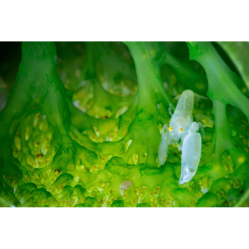 team Flex-Arm PIETRO FORMIS