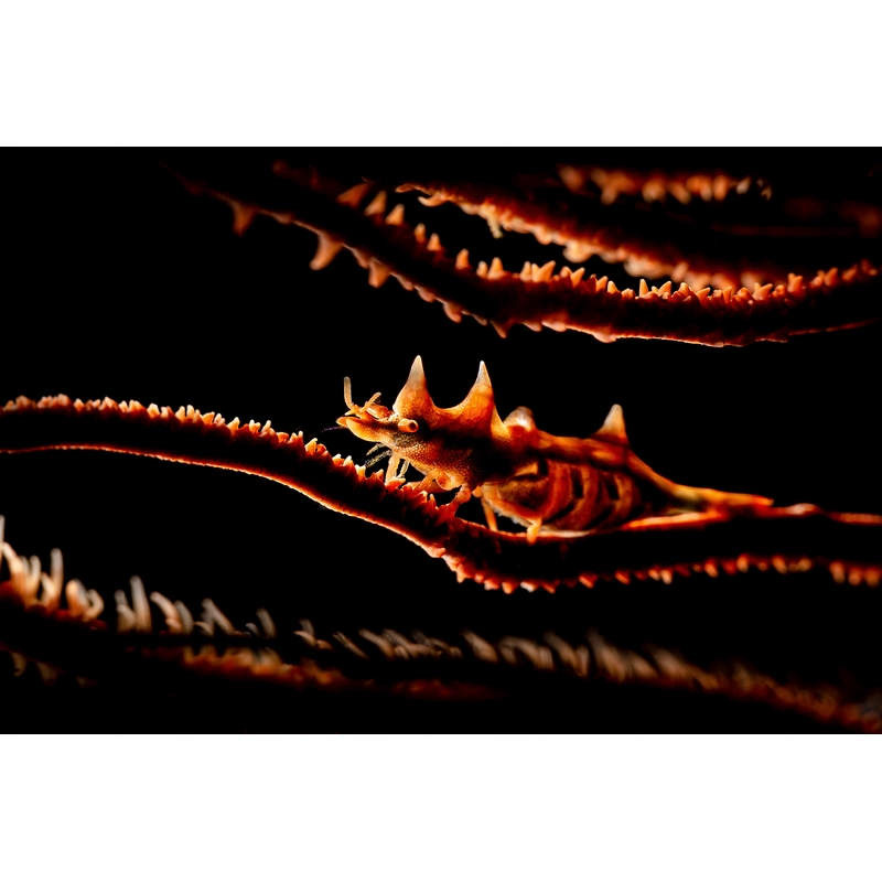 team Flex-Arm PIETRO FORMIS