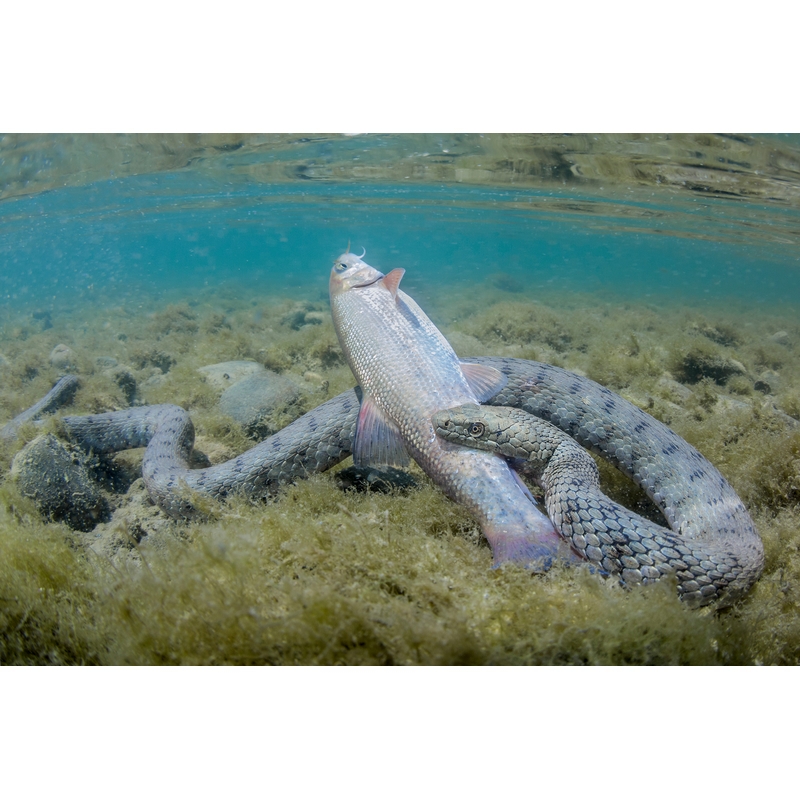 team Flex-Arm PIETRO FORMIS