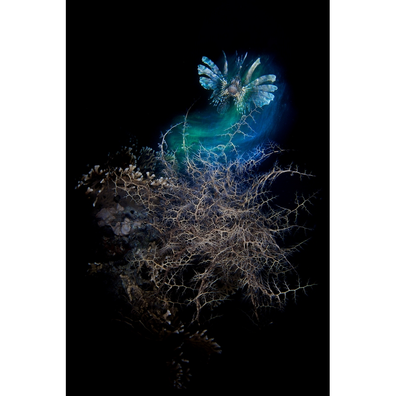 team Flex-Arm PIETRO FORMIS