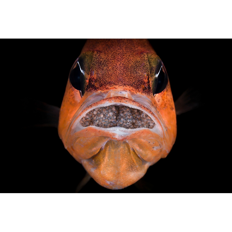 team Flex-Arm PIETRO FORMIS