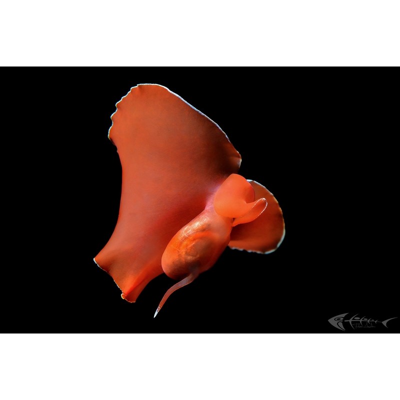 team Flex-Arm Fabio Iardino