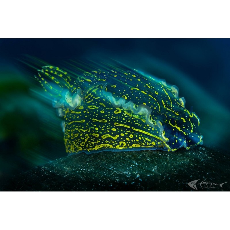 team Flex-Arm Fabio Iardino