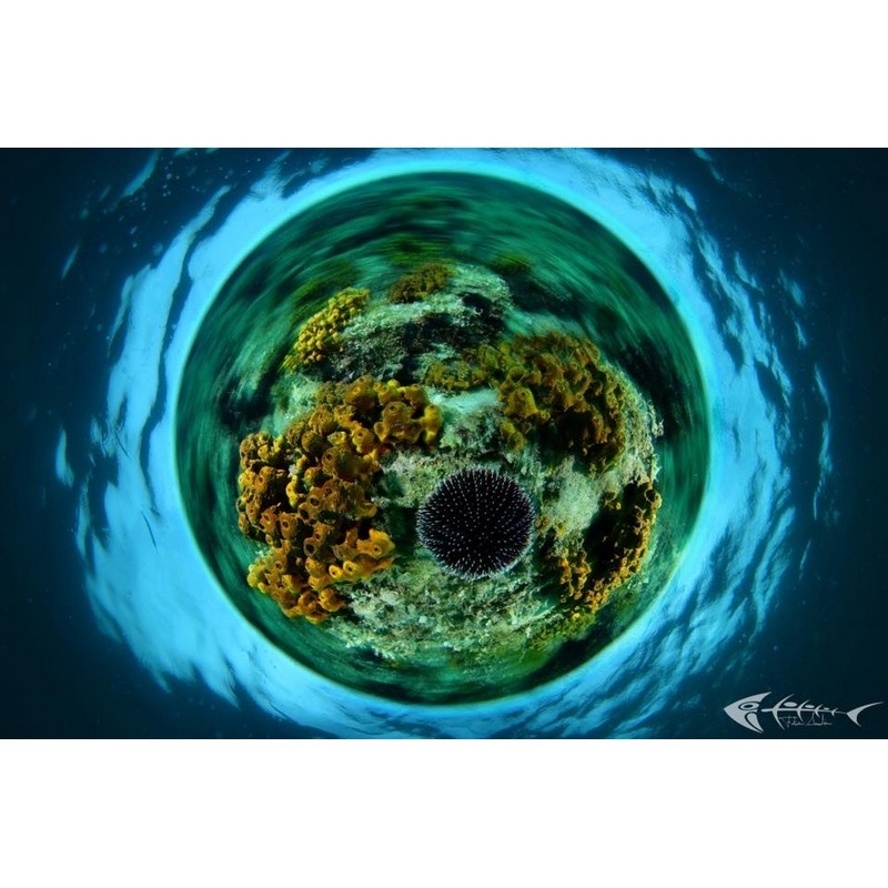 team Flex-Arm Fabio Iardino