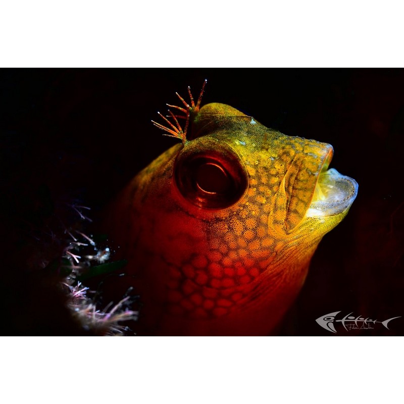 team Flex-Arm Fabio Iardino