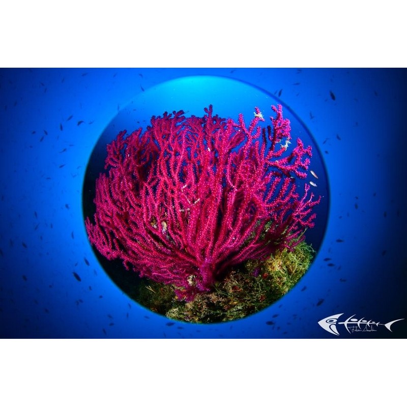 team Flex-Arm Fabio Iardino