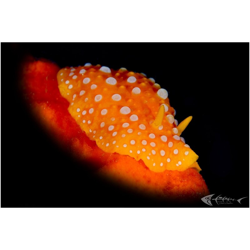 team Flex-Arm Fabio Iardino