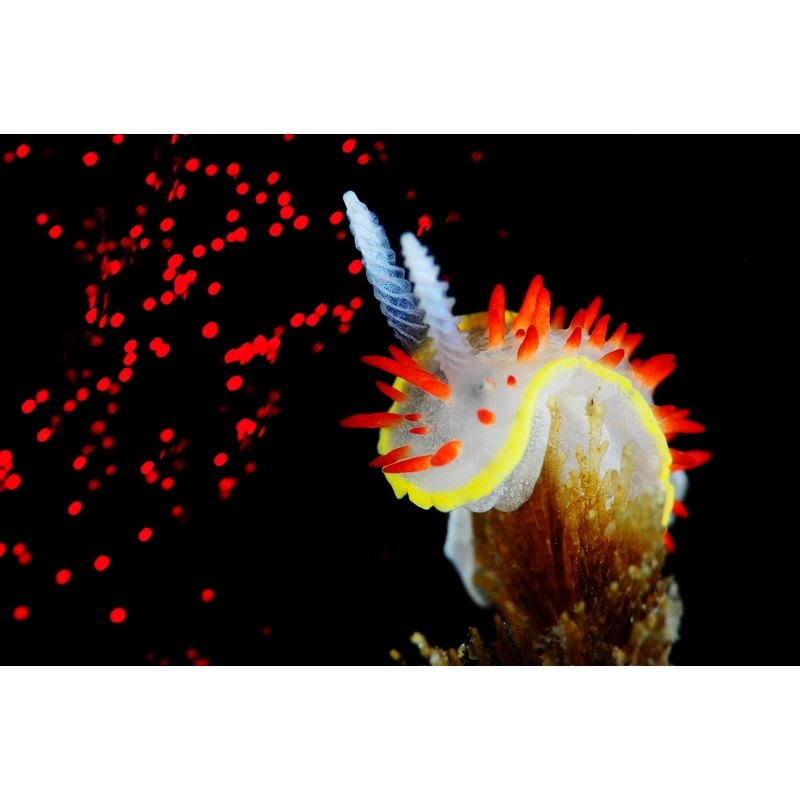 team Flex-Arm OSCAR MORILLAS