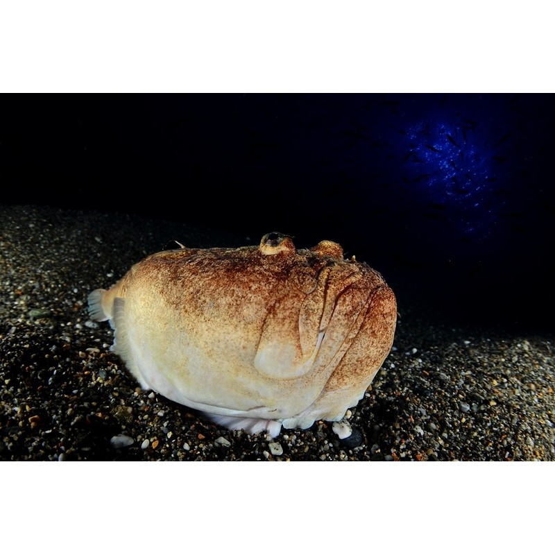 team Flex-Arm OSCAR MORILLAS