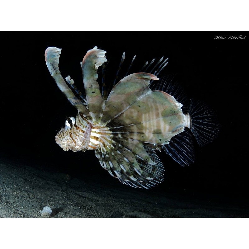 team Flex-Arm OSCAR MORILLAS