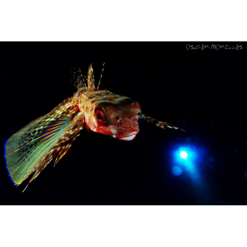 team Flex-Arm OSCAR MORILLAS